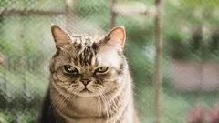 Co vaše kočka vnímá jako „zradu“ – a jak jí znovu získat důvěru.