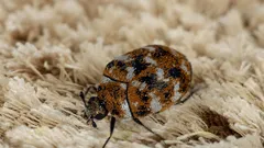 Jak se rychle zbavit kobercových brouků a zabránit jejich opětovnému výskytu