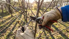 Tyto stromy a keře je třeba prořezat v dubnu. Pokud tak neučiníte, přijdete o úrodu.