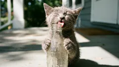 10 mýtů o kočkách, kterým už je čas přestat věřit