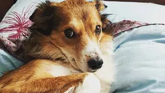 Jak poznat, že vám váš pes nedůvěřuje: tři návyky, které považujete za poslušnost