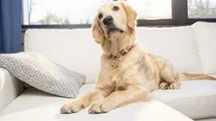 Proč vám pes zabírá místo na gauči: co v tom hraje roli a kdy už zbystřit