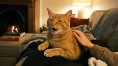 Kočka nám děkuje a my ji odeženeme. Jak nezmeškat důležité signály svého mazlíčka