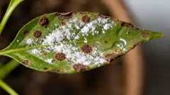 Jak se zbavit svilušek v bytě: první pomoc, postřiky a prevence, aby se nevracely