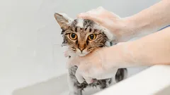 Jak umýt kočku bez škrábanců a hysterických výstupů: postup, který funguje