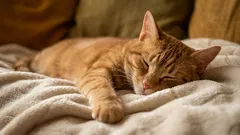 Kde kočky opravdu rády spí: 5 míst – a není to pelíšek