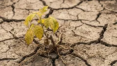 Proč sazenice malin po výsadbě vadnou: časté chyby zahradníků na jaře