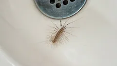 Jak se v domě nadobro zbavit stonožek