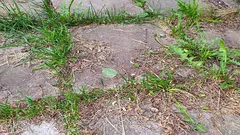 Plevel kolem domu zmizí navždy: zahradník poradil, čím jej zalévat