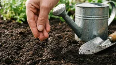 Zelenina, kterou byste měli letos na jaře vyzkoušet: jak pěstovat agretti nebo mnišskou bradku.