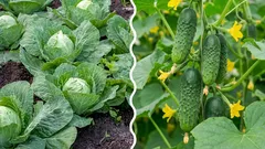  Co se stane, když zasadíte zelí vedle okurek: je to chyba, nebo správné rozhodnutí?