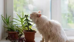 Top 5 nejbezpečnějších pokojových rostlin pro zvířata: krása bez rizika pro mazlíčky