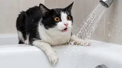 Co podle kočky děláme špatně: věci, které ji udivují