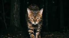 V žádném případě si tyto kočky nepořizujte! Nejzlejší plemena koček