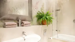 Pokojové rostliny, které mohou pomoci v boji proti vysoké vlhkosti v bytě