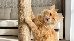 Jak odnaučit kočku škrábat pohovku bez trestání: jednoduchý plán v 7 krocích.