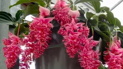 6 pokojových rostlin, které v bytě často zklamou – a jednoduchý test před nákupem