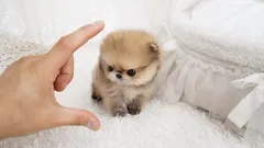 10 „kapesních“ psů: miniaturní plemena pro ty, kteří si rádi berou svého mazlíčka s sebou