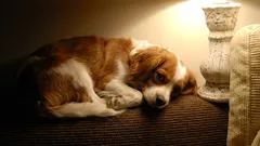 Má smysl nechat rozsvíceno, když je pes doma sám?