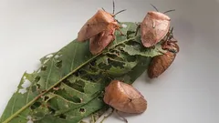  Jak se letos na jaře zbavit štěnic a zabránit jejich opětovnému výskytu