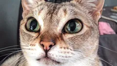 Mazlivé, ale nepředvídatelné: kočičí plemena s nejvýraznější povahou