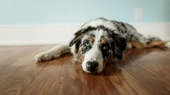 Jak poznat, že pes stárne zdravě: návyky, které přidají roky i energii