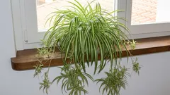 5 nezničitelných zelených kamarádů: Rostliny na parapet, které vám odpustí všechno