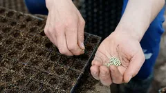 Nejlepší je vysadit tuto květinu v dubnu.