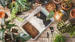 Ideální půda pro tradeskantie: kompletní průvodce výběrem a přípravou