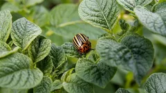 Brouk coloradský: jak se ho zbavit bez jedů a proč popel s dehtem donutí škůdce opustit pozemek