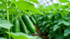 Stres okurek: proč je třeba sazenice okurek před výsadbou otužovat ledem