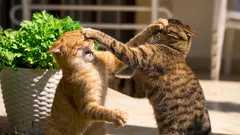 Proč moje kočka nemá ráda jiné kočky?