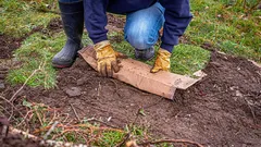 Ne odpad, ale cenný zdroj: zahradník se podělil o užitečné způsoby, jak na zahradě využít karton