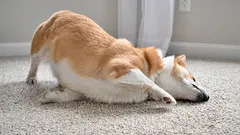 Proč si pes otírá čumák o koberec a kdy už to není jen roztomilé gesto
