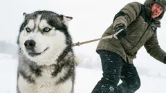 10 plemen psů, která nezkušeným majitelům chyby neodpouštějí