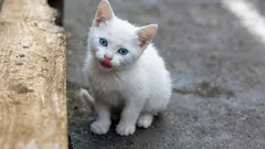 Pamatuje si kočka život na ulici? Co v ní zůstává a jak to doma postupně přepsat