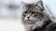 Proč vaše kočka všechno převrací? Nejaktivnější plemena – a co vlastně chtějí.