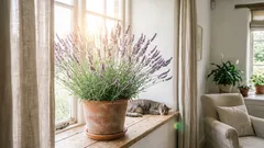 Pokojové rostliny, které pomáhají bojovat proti stresu