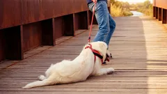 Proč pes nechce jít na procházku: 3 problémy, které se skrývají za nevinným odmítnutím