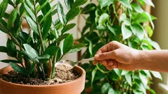 Jak přidat hnojivo do květináče, aniž byste „spálili“ kořeny: 3 kroky a bezpečné dávkování.