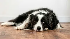 Cítí pes vůči svému pánovi zášť: jak se to projevuje