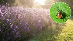 10 rostlin, které vám pomohou odradit klíšťata z vaší zahrady