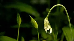 Jen 4 týdny v roce: všichni zkušení zahradníci sbírají tyto poupata právě teď.