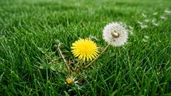 Jak se zbavit plevele, než zaplaví váš trávník