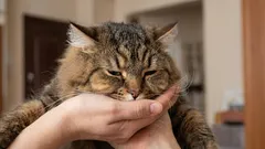 Proč vás vaše kočka nevítá u dveří – a co to může znamenat.