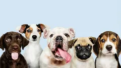 7 plemen, která se lidé snaží nepořizovat: v čem spočívá jejich nevýhoda