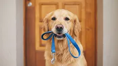 Je pravda, že venčit psy dvakrát denně je mýtus?