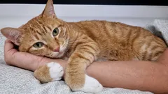 Jak kočka projevuje svou náklonnost k milovanému člověku