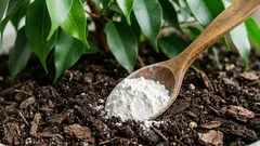 Přehrabal jsem zeminu a přidal jen jednu lžičku, aby se z fíkusů stal bujný keř: výsledek je na očích