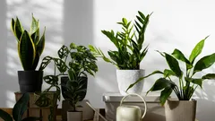 10 nejodolnějších pokojových rostlin: výběr pro zapomnětlivé a věčně zaneprázdněné